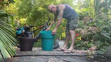 How to transplant a Fig tree to a larger pot