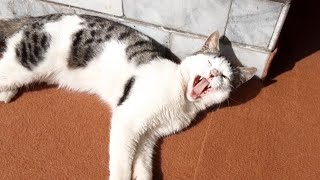 A New Chill Day with Cats 😺 | by in our daily lives 43 views 3 weeks ago 9 minutes, 16 seconds