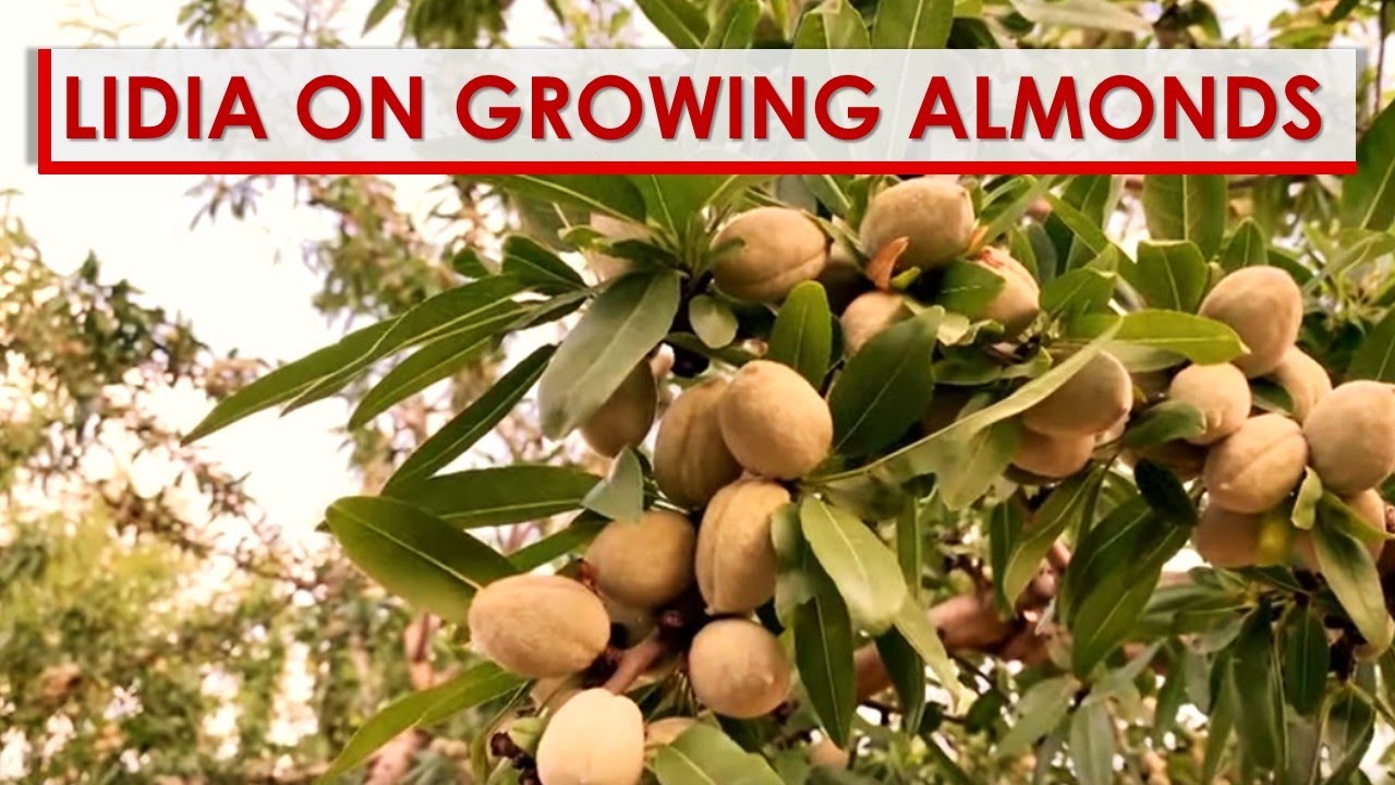 Lidia on Growing Almonds in Italy! | Lidia Bastianich