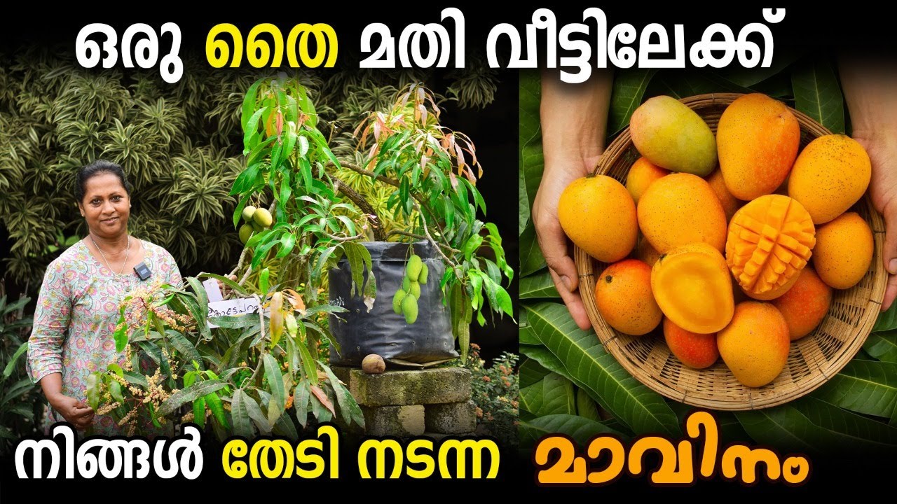 ഡ്രമ്മില്‍ നിറയെ കായ്ക്കുന്ന ഏറ്റവും നല്ല മാവ് വെറൈറ്റി | വീട്ടിൽ നടേണ്ട ഒരു മാവ് ഇതാവണം