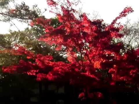 京都桂離宮09 外周の紅葉 Youtube