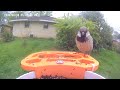 Bird 🐦 Video afternoon today 