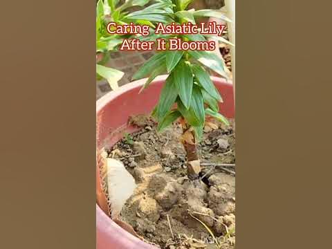 Asiatic lily pruning after bloom #lily#shortsfeed #flowers # ...