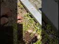 Bitola Srami se Битола Срами се