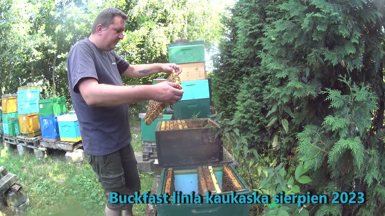 odkład z matką reprodukcyjną Buckfast linia kaukaska w sierpniu 2023 - pawluk.net.pl matki pszczele