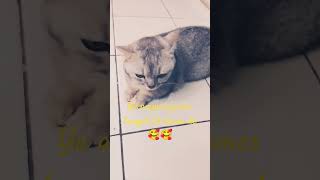 Kucingnya Bikin gemes#trendingshorts #catshorts #munchkin #fypシ゚viral