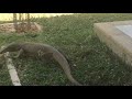 Monitor Lizard in front of our room in Cape Weligama Sri Lanka