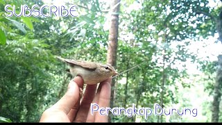 Pikat Burung Kecil Part 15(Dapat Cikrak Kutub dan Pijantung kecil)