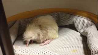 Third white kiwi chick hatched at Pukaha Mount Bruce