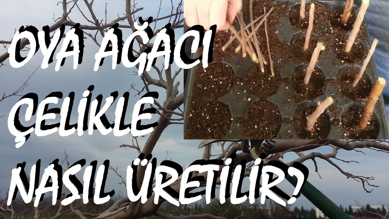 Oya Ağacı çelikle nasıl üretilir?
