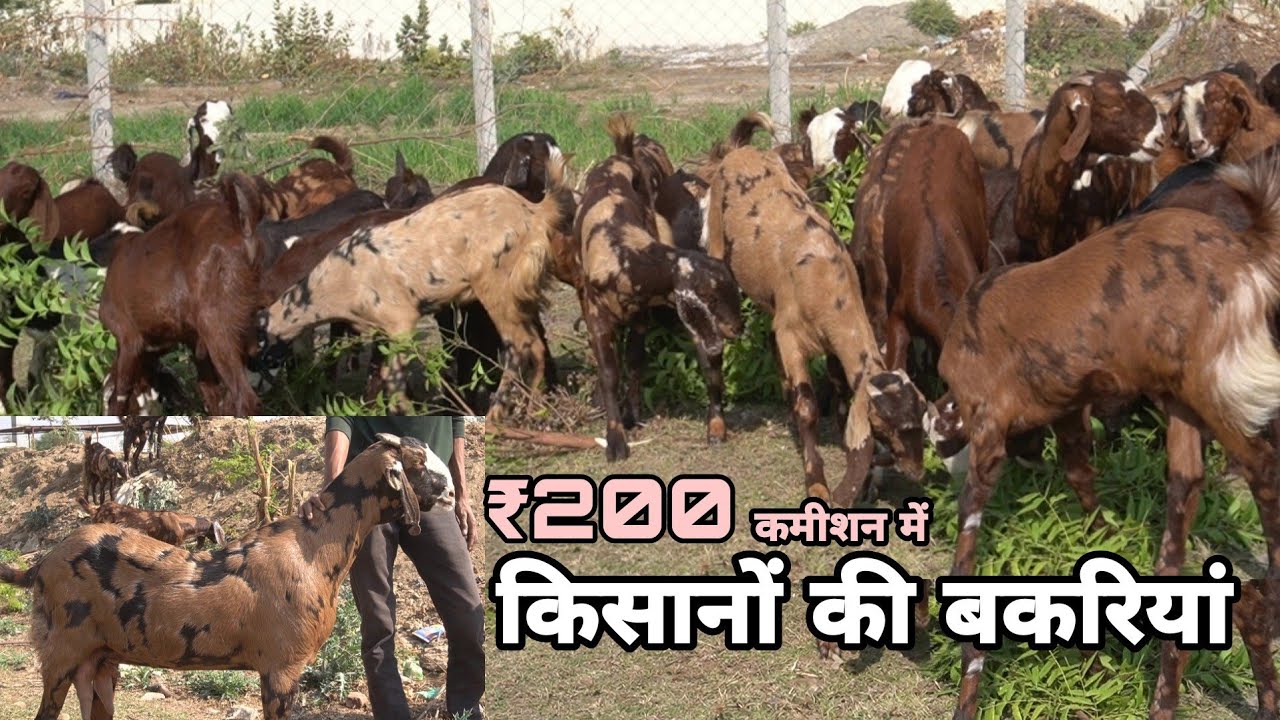 ऐसे तरीके से खरीदे किसानों से बकरियां | visit kisano ki sirohi goat at om sirohi goat farm