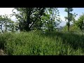 This Simple Scene Will Relax Your Brain 🌾 #nature