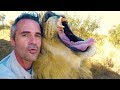 Bobcat Has Something To Say... | The Lion Whisperer