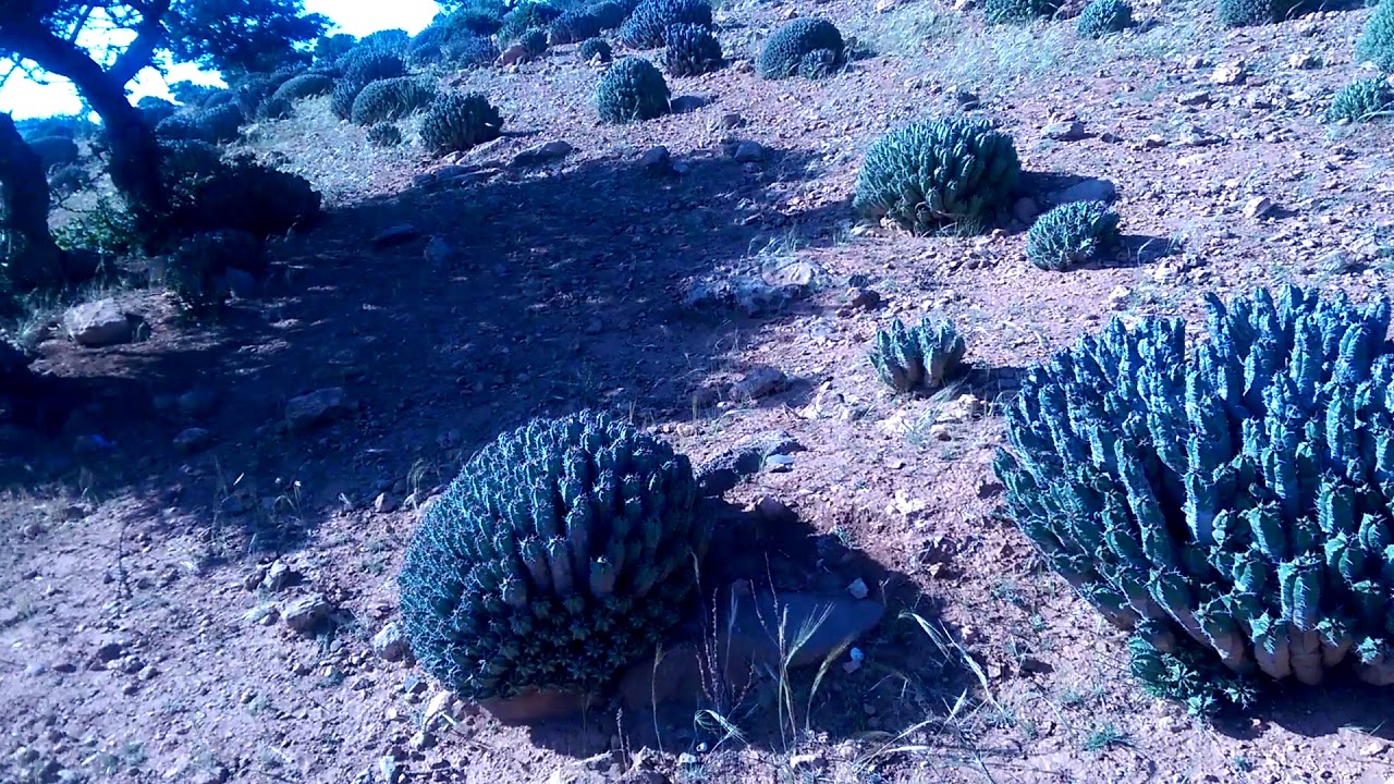 غابة اغيير ملولن