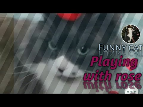 funny-cat-playing-with-rose-don't-miss-the-end-/funny-zurro
