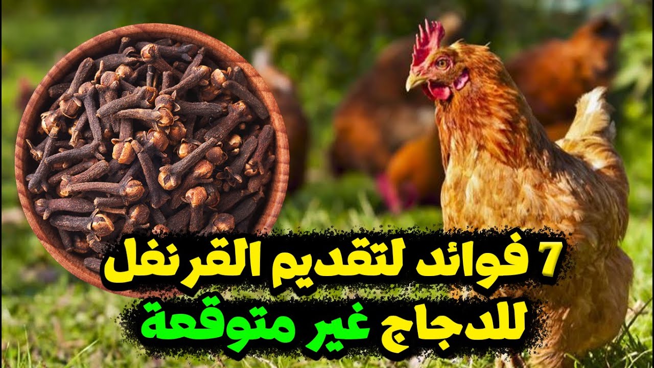 فوائد القرنفل للدجاج مفاجأة لم نكن نتوقعها لما قدمنا القرنفل للدجاج والطريقة الصحيحة لتقديم القرنفل