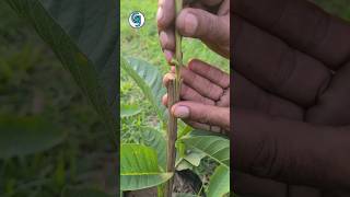 Guava Grafting Technique Youtube Shots Viral Reels পযর গছ কলম করর পদধত