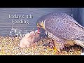 #28🦅🐥6°🐥6°🐥4°／Romsey Abbey🇬🇧Peregrine Falcon Nest 2026／by WildlifeWindows