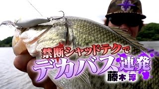 藤木淳の野池実釣-禁断シャッドテクでデカバス連発