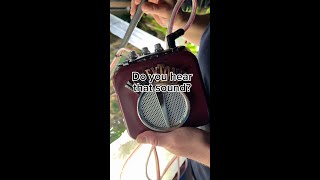 Mormyrid Communication!