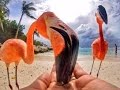 Renaissance Private Island 2018- ARUBA 2018 - Flamingo ...