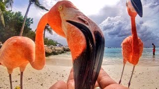 Flamingo Beach Aruba