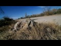 ROOST!  Episode (20) – Ox Motorsports
