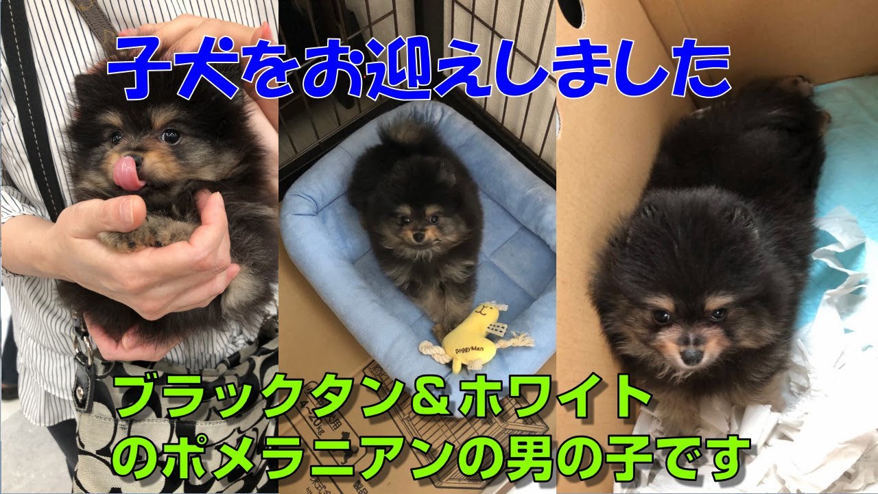 生後2ヶ月のポメラニアンの子犬をお迎えしました ブラックタンの可愛い子です Youtube