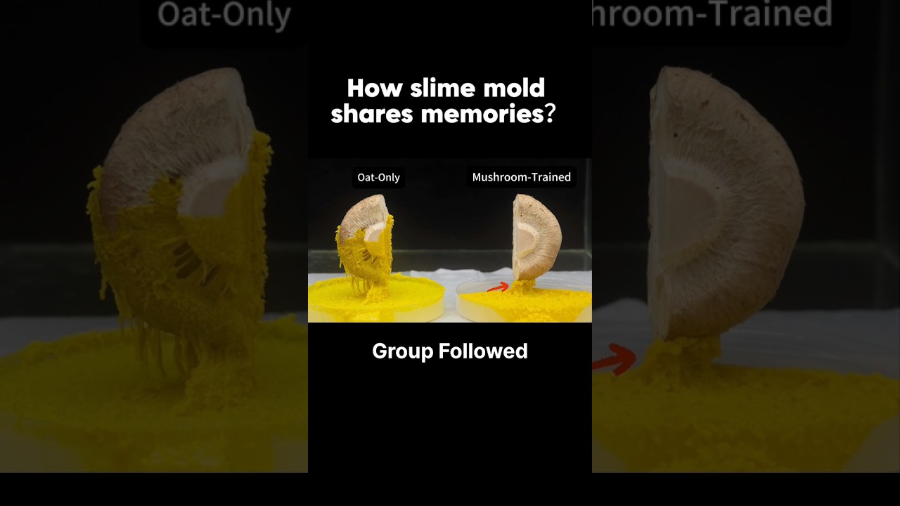 Training Slime Mold for 30 Days: The Mushroom Test