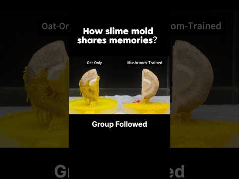 Training Slime Mold for 30 Days: The Mushroom Test