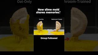 Training Slime Mold for 30 Days: The Mushroom Test