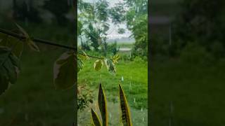 Weather like this 🍀🌿. #shotonpixel #explore #green #rain