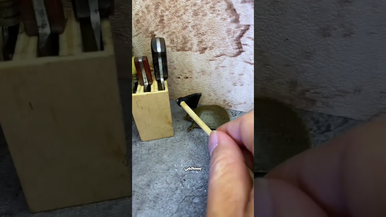 السلحفاة رفضت الاستحمام قبل الملاهي… ومامتها اتعصبت! 😳