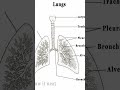#Respiratory system#biology #science#Respiratory organs #lungs#partsoflungs#class 10th#class11th#BSc