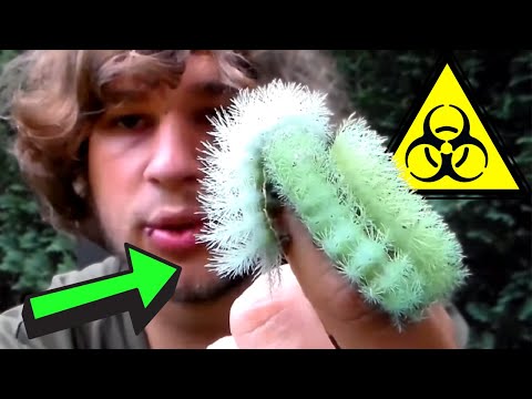 Caterpillar Sting: Venomous Caterpillar (Automeris excreta)