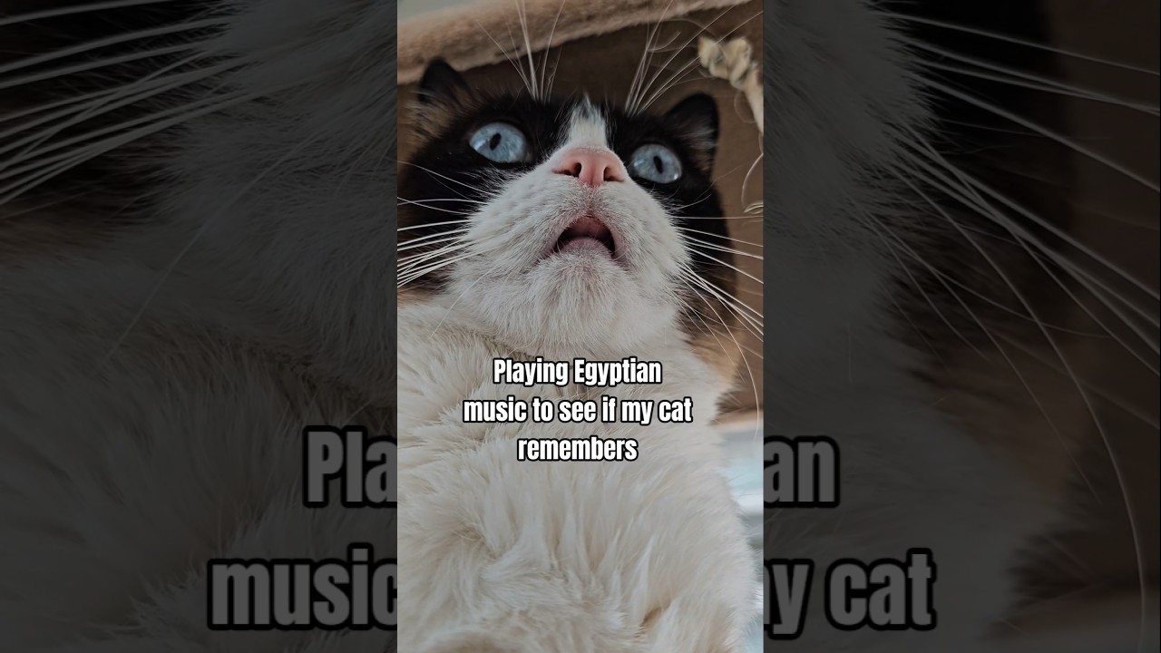 ​Does this sound remind cats they were worshipped in Egypt? 🤔🐱