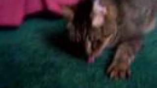 Drugged Up On Cat Nip