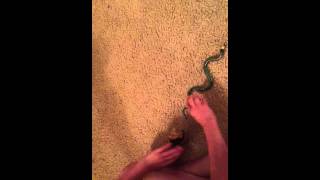 Lucas & Nicholas' Animal Face-Off - Episode 1: African Lion vs. Black Mamba