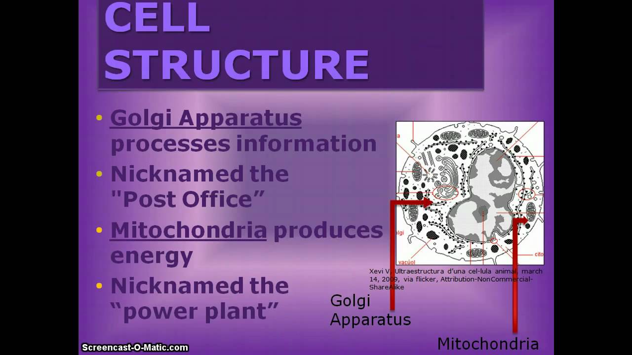 Plant Vs Animal Cells