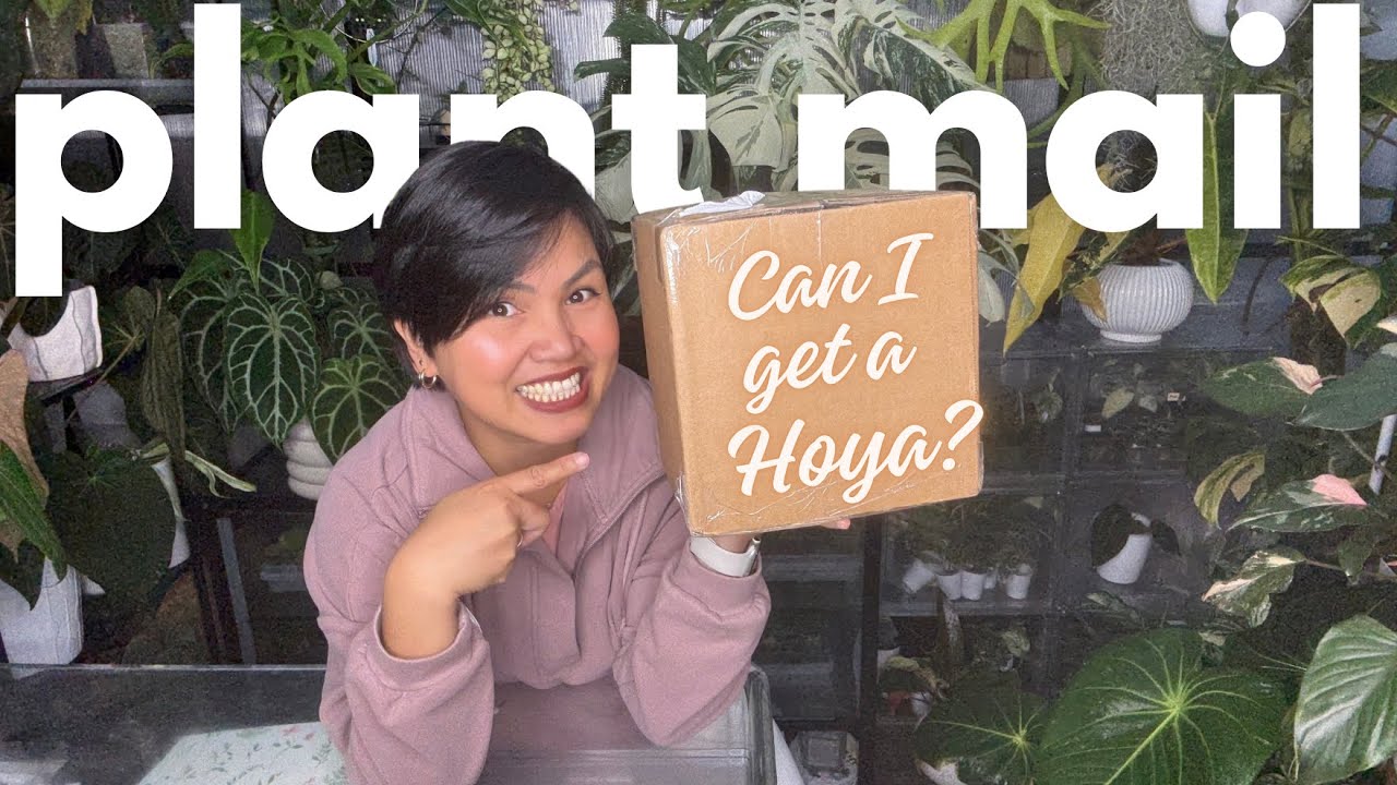 Распаковываю три серебристые хойи из списка желаний, на которые я копила деньги! 🤍✨