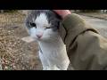 毎日、私を待ち続ける野良猫。ついに連れて帰りました。