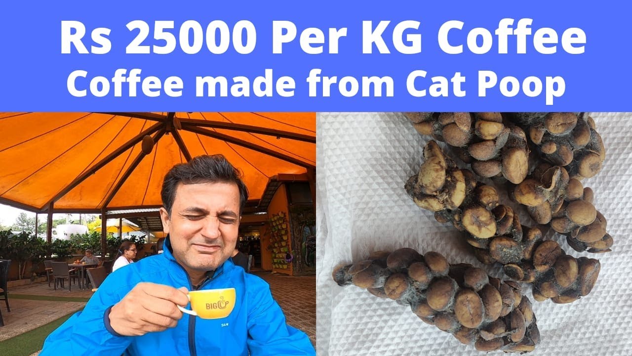 Civet Coffee YouTube
