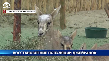 Восстановление популяции краснокнижных джейранов в Иссык-Кульской области