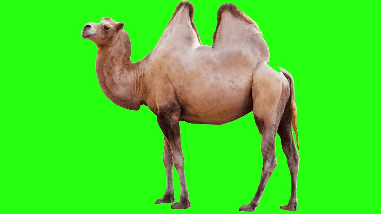 green Screen Camel 