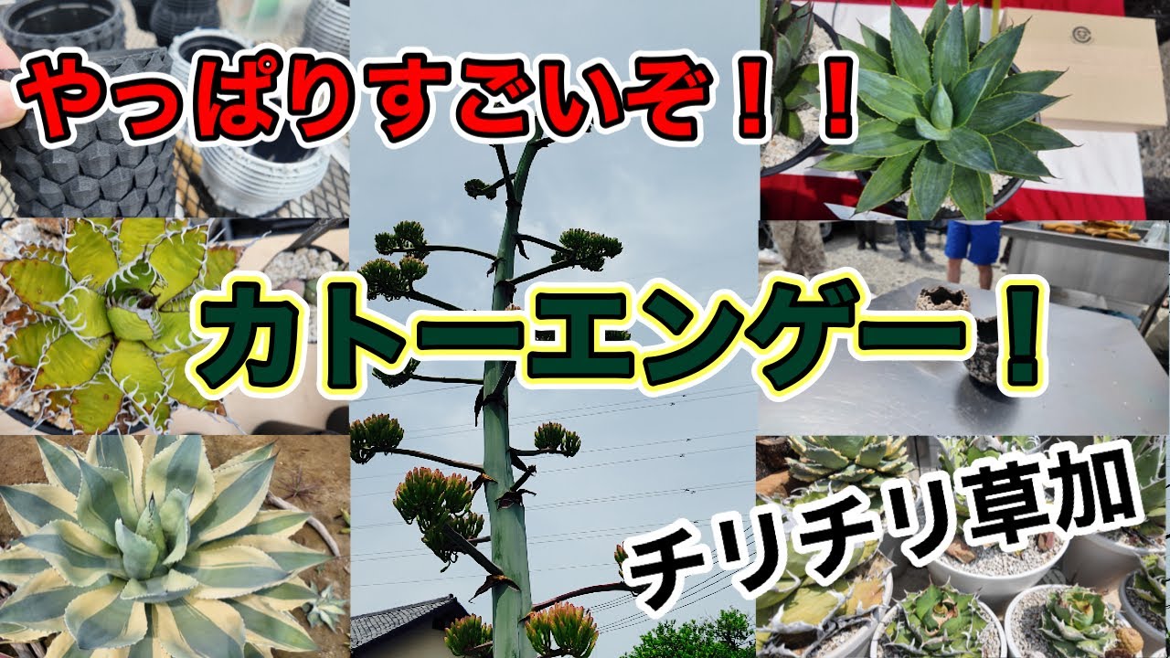 Chiri Chiri Soka] It's been a while since I last visited