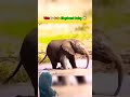 #elephant #facts #Cute Elephant Baby#shorts #amazing 🤗♥️ ,!!