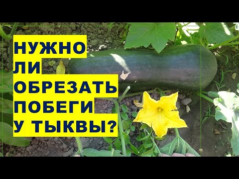 Видео: Удаление листьев тыквы: нужно ли обрезать растение из тыквы