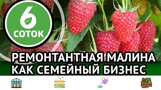 Ремонтантная малина как семейный бизнес. 6 соток 19.09.2022