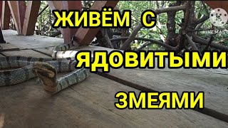 Индонезия. Змеиный остров.