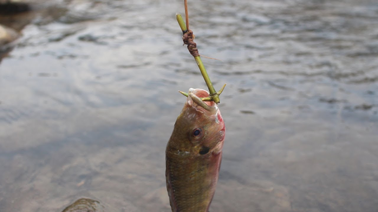 Primitive Technology: Simple fish traps with primitive technology.